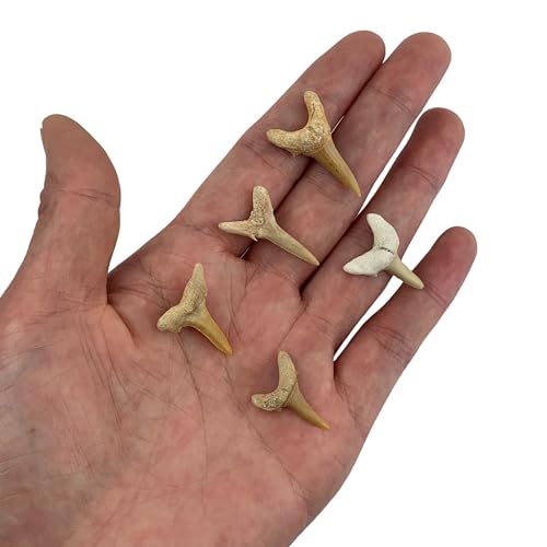 Image of Heyiwell 5PC Fossil Shark Tooth,Genuine Fossil Shark Teeth 2~3cm
