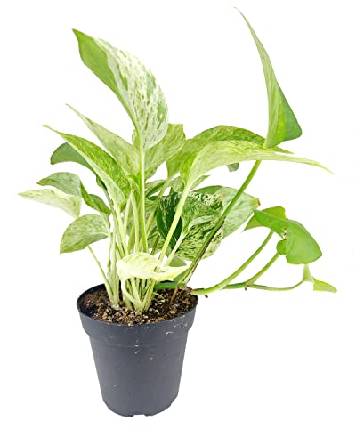 Marble Queen Pothos (4" Grower Pot) - Best Air-Purifying Houseplant - Easy To Grow, Easy To Care Houseplants For Beginners - Colorful Foliage Indoor Houseplant For Home Office Decor #TOP16