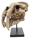 Ebros Sabertooth Skull Fossil Replica