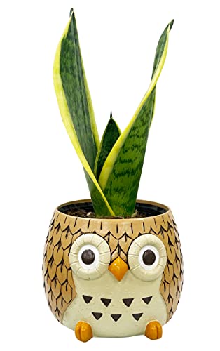 Ԃ̃Mtg ӂ낤 u TXxA ϗtA { TZxA ϗt ~jϗtA Ղ̔