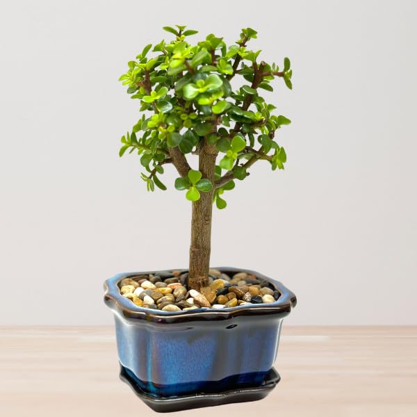 zz plant variegated ZZ Plant Variegated 6” Exact Plant
