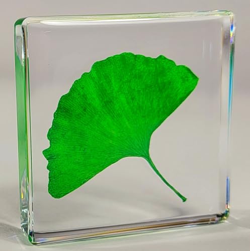 Image of 48mm Real Green Ginkgo Biloba Leaf in Crystal Clear Lucite Resin Specimen Dried Pressed Botanist Herb Herbarium Crafts Collection for Botany Science Education & Desk Ornament Display Supplies