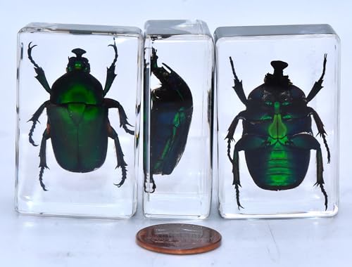 Image of 44mm Real Unicorn Green Rose Chafer Beetle in Crystal Clear Lucite Resin Specimen St. Patrick's Day Color Preserved Trigonophorus Insect Bug Taxidermy Collection Biology Science Education Desk Display