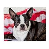 Colored Boston Terrier Stripes 