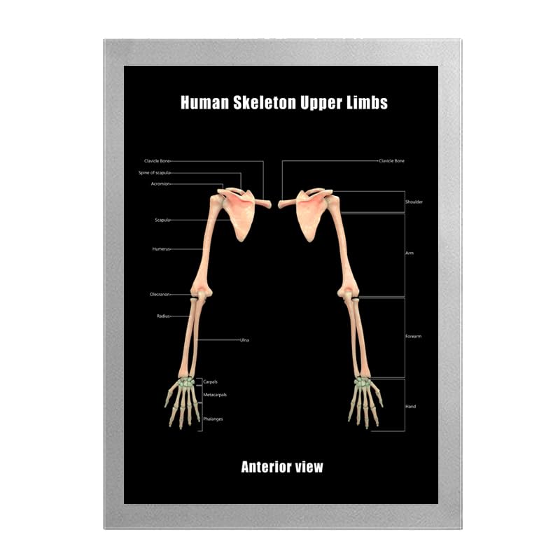 Image of Taanfu Body Educational Learning Anatomy Posters ，Skeleton Upper Limbs Art Skeleton Villi Anatomy Art Poster Digestive System Organs Illustration Small Intestine Physiology Anatomy Wall Art Villi