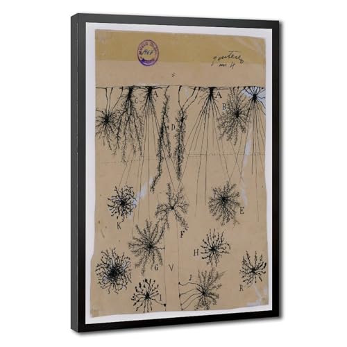 Dessin Cajal Neurone Toile Art Cabinet Médical Décoration Murale 61x91 cm