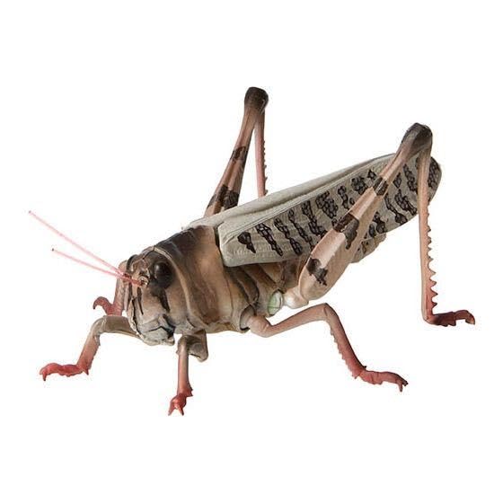 トノサマバッタ標本（黒化型） トノサマバッタ標本（黒化型）