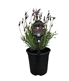 Planta de Lavanda - Cuida tu Hogar con un Toque de Relajación Natural y Frescura Aromática
