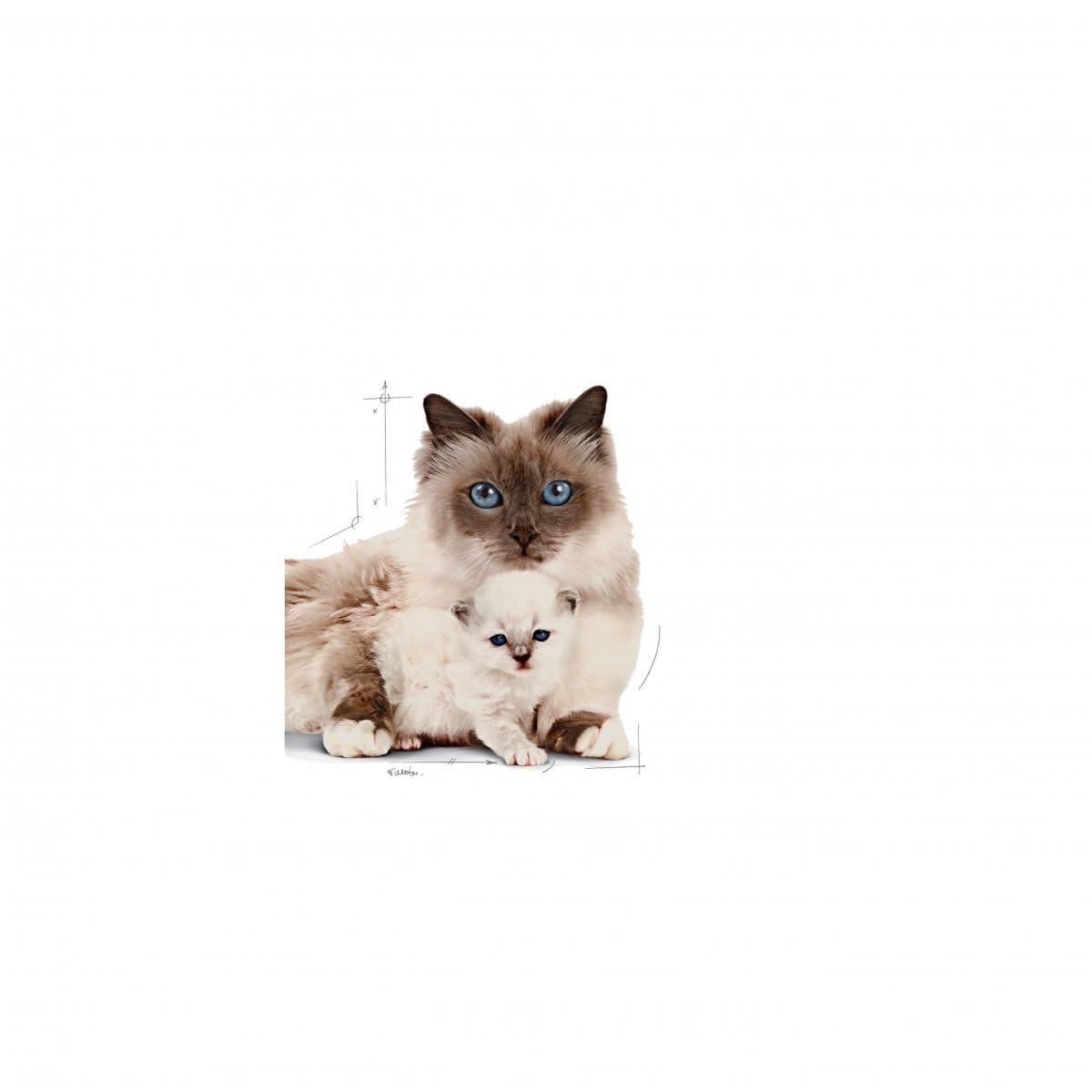 Royal Canin Comida para gatos Babycat 2 Kg