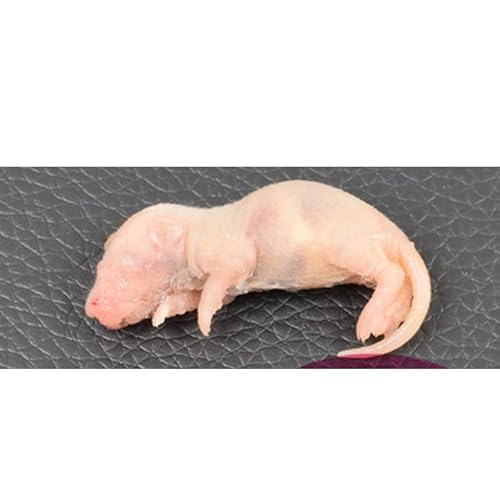 yWyt@[EN[֔zⓀsN}EX STCY(3cm) 10C