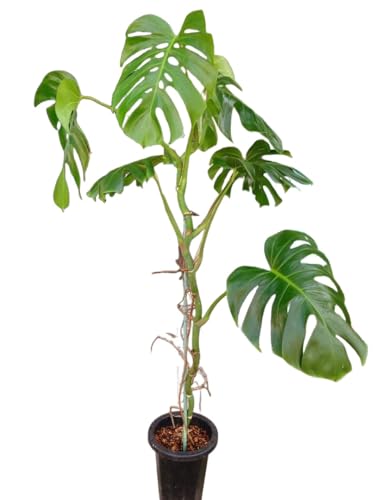 観葉植物 モンステラ 幹上がり」の人気商品一覧 | 安い商品を通販