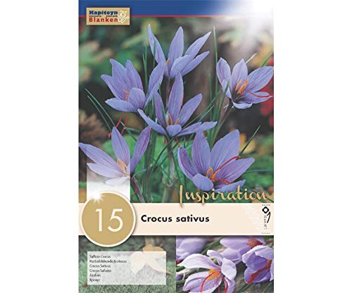 15 Bulbi di Crocus Sativus Kapiteyn