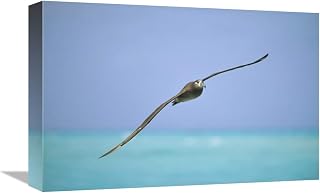 12 x 18 in. Black-Footed Albatross Flying, Midway Atoll, Hawaii Art Print - Tui De Roy