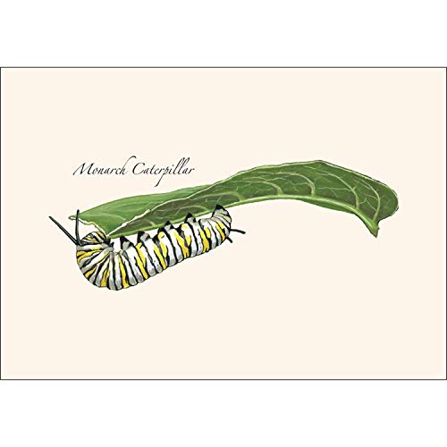 Image of Earth Sky + Water - Caterpillar Assortment Notecard Set - 8 Blank Cards with Envelopes (4 each of 2 styles)