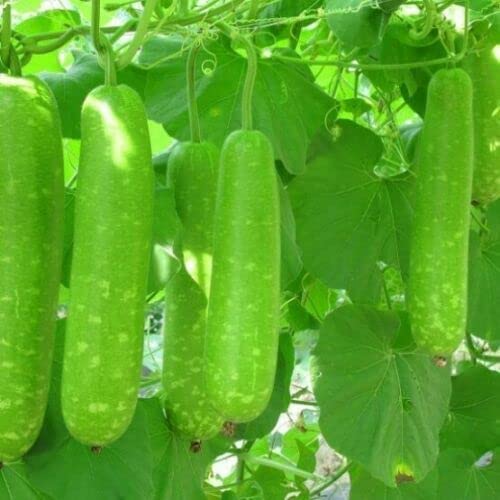 30 Seeds Long Bottle Gourd Seeds Calabash Seeds White-Flowered Gourd Squash Lauki Doodhi Seeds BAU TRAI Dai