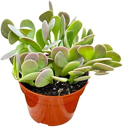 Live Succulent, 4" Senecio Jacobsenii Trailing Jade, Succulents Plants Live, Succulent Plants Fully Rooted, House Plant for Home Office Decoration, DIY Projects, Party Favor Gift By The Succulent Cult