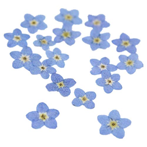 50pcs flores secas prensadas para manualidades variadas miniatura 1