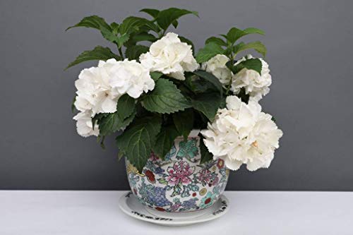 Yajutang China Porzellan Blumentopf Weiß mit bunten Blumen Ø 29cm … Cover