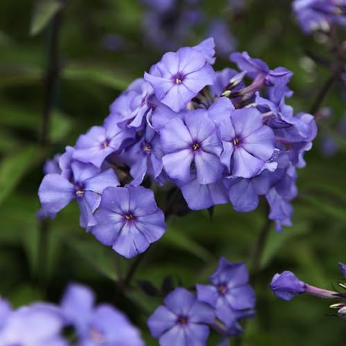 Plant Theory 9cm Pot Phlox Paniculata Blue Paradise Border Phlox Perennial