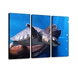 スッポンモドキ スッポン カメ ブタバナガメ 水槽 水中 海洋生物 キレイ アクア ハガキサイズ 蓑笠子 海中生物 観賞魚モダン アートボード 壁アート 壁掛け モダンアート 壁飾り木枠セット 壁芸術 新築祝い