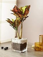 Upto 70% off on Artificial Flowers and Plants
