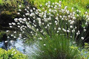 Carbeth Plants Pond Plants for Small Ponds 3X 9cm Pot