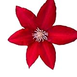 Bright Red Clematis 25 Seeds - Hanging Plant Flower Garden Bloom, Evergreen Clematis Flowering Vines Perennial Seeds, Climbing Vine Seeds, Bright Red Flower Seeds