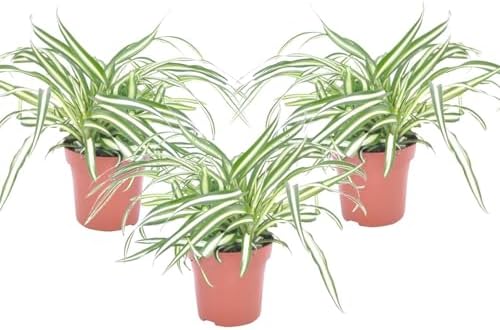 Plant in a Box - Chlorophytum comosum 'Atlantic' - Set de 3 - Lis...