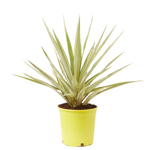 Verdecora Palmera Yucca Yewell en maceta de 5L | Yucca elephantipes | Yucca Jewel | Planta de Exterior Resistente y de Fácil Cuidado | Ideal para Jardines, Terrazas y Patios