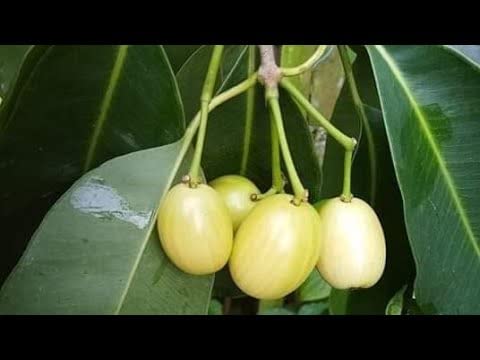 Oxygreenplant White jamun plant, Malabar plum, Java plum, Jaam,black plum, jamun, jaman, jambul, or jambolan Grafted Healthy Live Plant Actual Plant Height .1 ft to 2-image-30