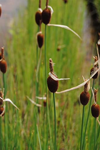 Typha minima 9x9 cm Topf – Winterhart & Mehrjährig & Pflegeleicht – Zwergrohrkolben – Teichpflanze für Teichrand & Kübel