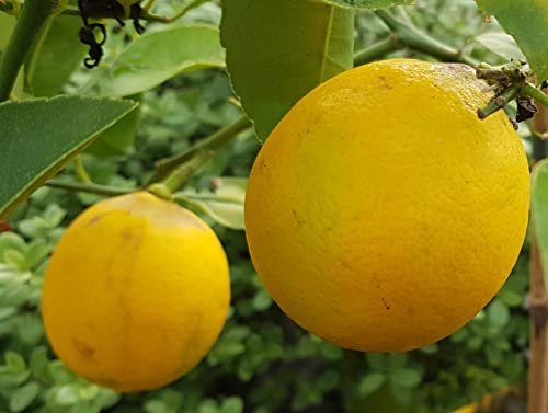 Citrus x meyeri greffé sur FA5 / Citronnier Meyer/Conteneur de 5 à 6 litres/Agrume