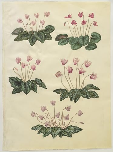 Impression Tableaux Graffiti Cyclamen Holtzbecker Toile Décoration Premium