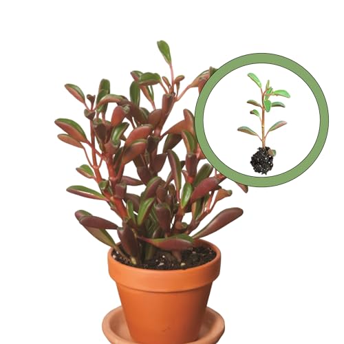 Generic Peperomia Graveolens Ruby Glow Starter Plant, Natural