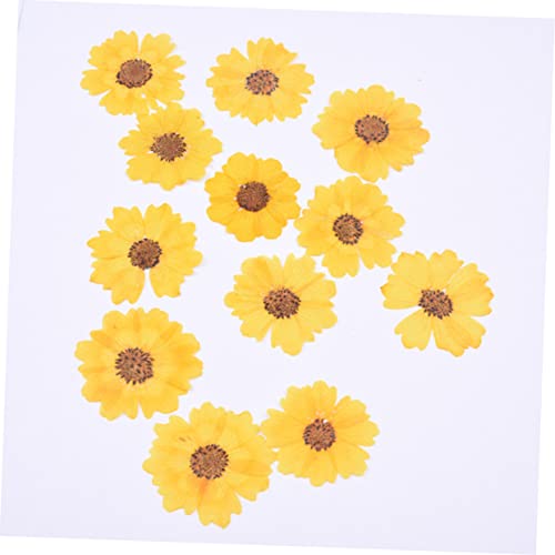 Flores secas margaritas para manualidades 72 piezas miniatura 4
