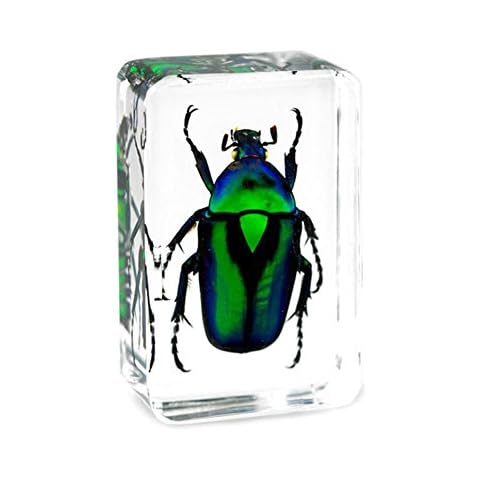 QTMY Biology Science World Collection of Real Insect Specimen Paperweight for Kids Education (Green Cockchafer Beetle) Cover
