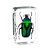 QTMY Insect in Resin Specimen Collection Paperweight for Office Desk, for Men Biology Science Teacher Kids Education (Green Cockchafer Beetle)