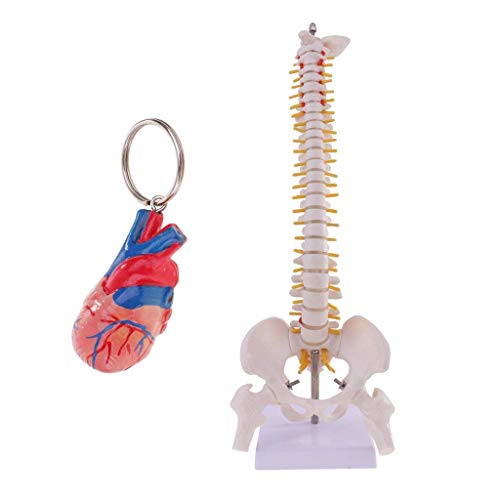 Modèle colonne humaine 45cm flexible avec mini coeur en PVC