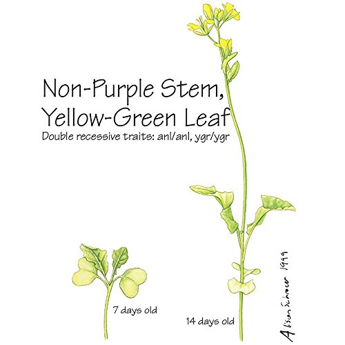 Wisconsin Fast Plants Non-Purple Stem Yellow-Green Leaf Seed, Pack 50