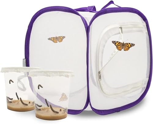Juego de cría de mariposas para niños/adultos, ideal para el hogar, criar mariposas con [garantía de éxito], libro electrónico gratuito y materiales de aprendizaje, crianza de orugas pequeñas a partir
