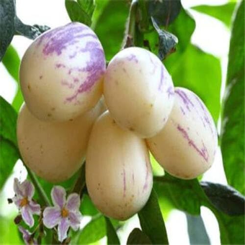 95pcs Purple New Fresh Ginseng Melon Fruit Seeds