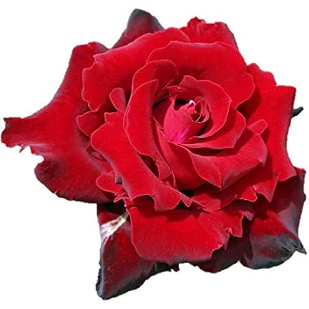 Amazon バラ苗 ベルサイユのばら 国産大苗6号スリット鉢 ハイブリッドティー Ht 四季咲き大輪 赤系 花