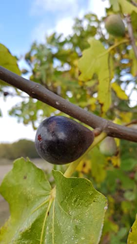 Ficus carica ' Noire de Caromb' / Figuier 'Noire de Caromb' / Conteneur de 3 à 4 litres/Arbuste Fruitier