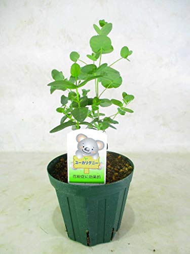 ユーカリ 鉢の人気商品 通販 価格比較 価格 Com