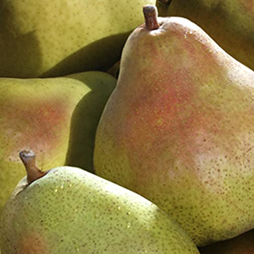 A Gift Inside Fruitful Trio Deluxe Fruit Gift thumb #4