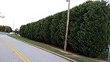 Pixies Gardens Green Giant Thuja - Nature's Privacy Fence Green Tall and Beautiful Hedge (Liners - 25 Plants)