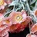 DUYONE Artificial Flowers 6 Stems Poppy Silk Bouquet,for Wedding, Home, Party Decoration,Table Centerpiece Arrangement(Orange Pink 6pcs)