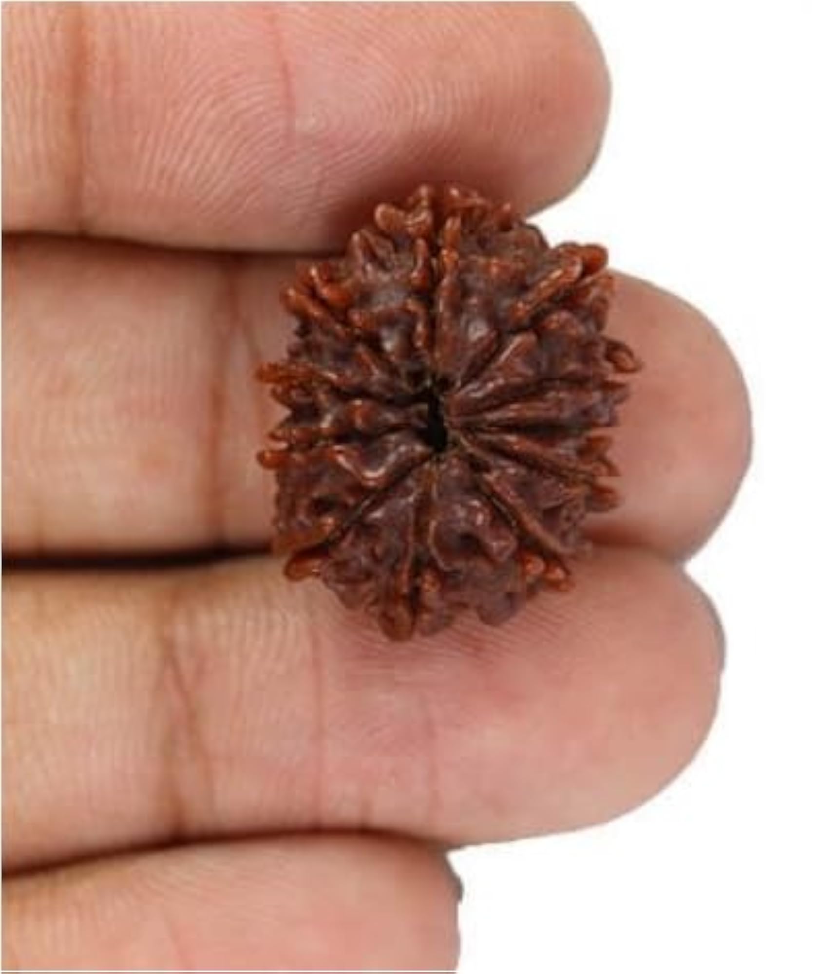Genuine 10 Mukhi Rudraksha, Certified Nepali Beads