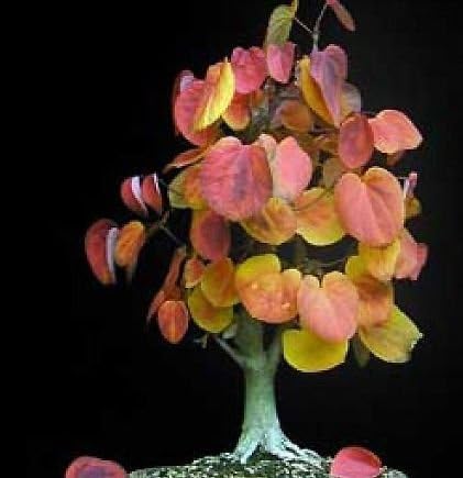Privick Mill Nursery/Cercidiphyllum Japonicum/Japanese Katsura Tree / 50 Seeds/Stunning Autumn Colours/Ornamental Tree/Bonsai