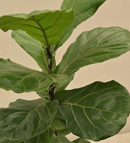 Image of Kayra Decor 2.5 Feet Artificial Fiddle Leaf Fig Plant for Home Decor